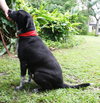 Lexus the Black Shepherd