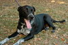 Lexus the Black Shepherd