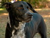 Lexus the Black Shepherd