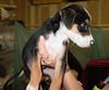 PawPaw the  Puppy