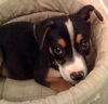 PawPaw the  Puppy