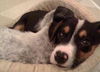 PawPaw the  Puppy
