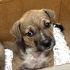 Dixie Doodle the Sweet Lab Puppy