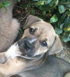 Dixie Doodle the Sweet Lab Puppy