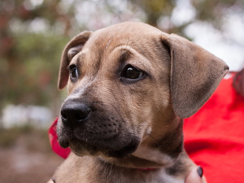Dixie Doodle the Sweet Lab Puppy