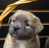 Raven the Fluffy Lab Puppy