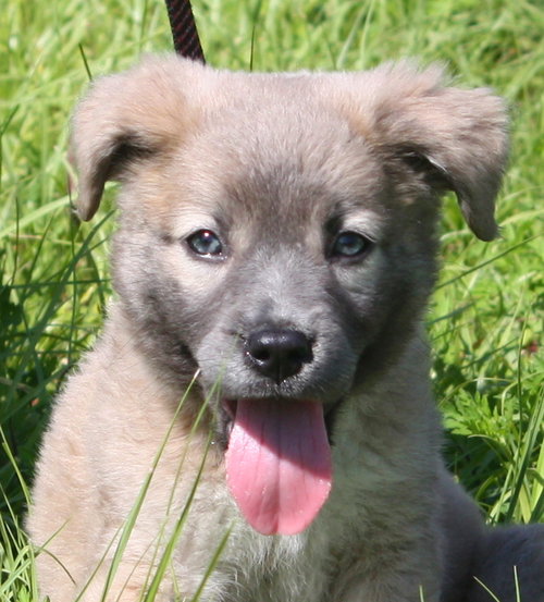 Raven the Fluffy Lab Puppy