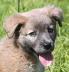 Raven the Fluffy Lab Puppy