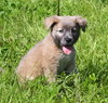 Raven the Fluffy Lab Puppy