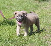 Raven the Fluffy Lab Puppy