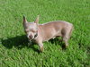 Lila