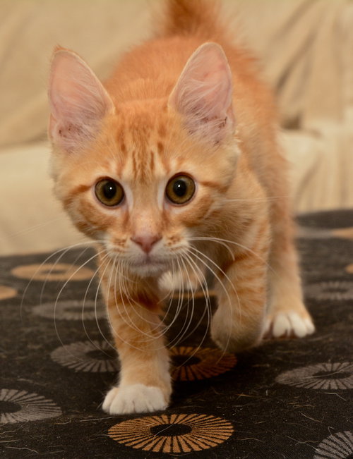 Boo the Kitten