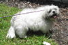 Oompa Loompa the Senior Lhasa Aspo