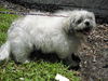 Oompa Loompa the Senior Lhasa Aspo