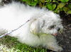 Oompa Loompa the Senior Lhasa Aspo