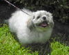 Oompa Loompa the Senior Lhasa Aspo