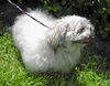 Oompa Loompa the Senior Lhasa Aspo