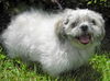 Oompa Loompa the Senior Lhasa Aspo