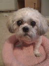 Oompa Loompa the Senior Lhasa Aspo