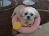 Oompa Loompa the Senior Lhasa Aspo