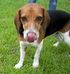 Gudis the Beagle
