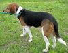 Gudis the Beagle