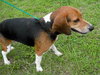 Gudis the Beagle
