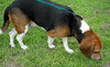 Gudis the Beagle