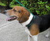 Gudis the Beagle