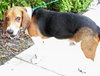 Gudis the Beagle