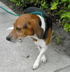Gudis the Beagle