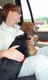 Gudis the Beagle