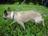 Hydro the Chihauhu