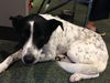 Zu the Beautiful Girl