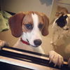Huntington the Happy Beagle Pup