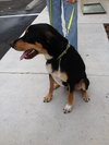 Roscoe