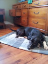 Phoebe the Pfantastic Lab/Hound