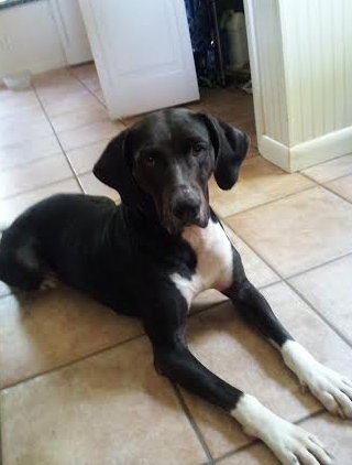 Phoebe the Pfantastic Lab/Hound