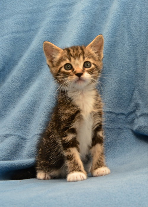 Oscar the Adorable Tabby Kitten