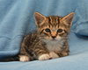 Oscar the Adorable Tabby Kitten
