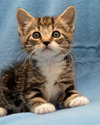 Oscar the Adorable Tabby Kitten