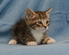 Oscar the Adorable Tabby Kitten