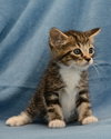 Oscar the Adorable Tabby Kitten