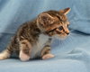 Oscar the Adorable Tabby Kitten