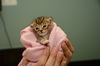 Leo the Kitten