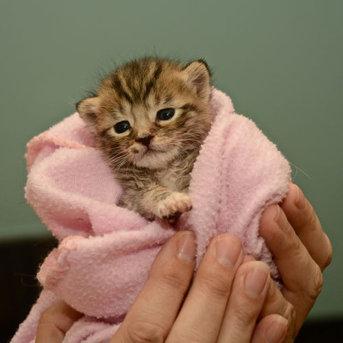 Leo the Kitten