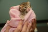 Leo the Kitten