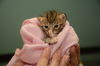 Leo the Kitten