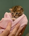 Leo the Kitten