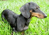 Noodles the Dachshund